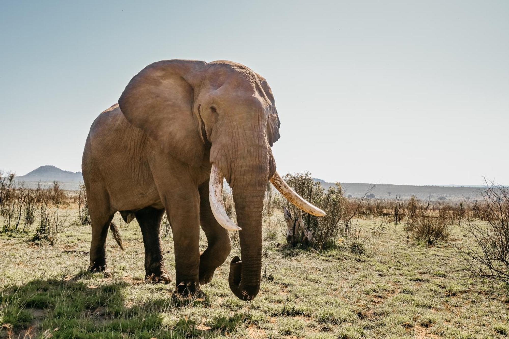 Mdluli Safari Lodge Хейзивью Экстерьер фото