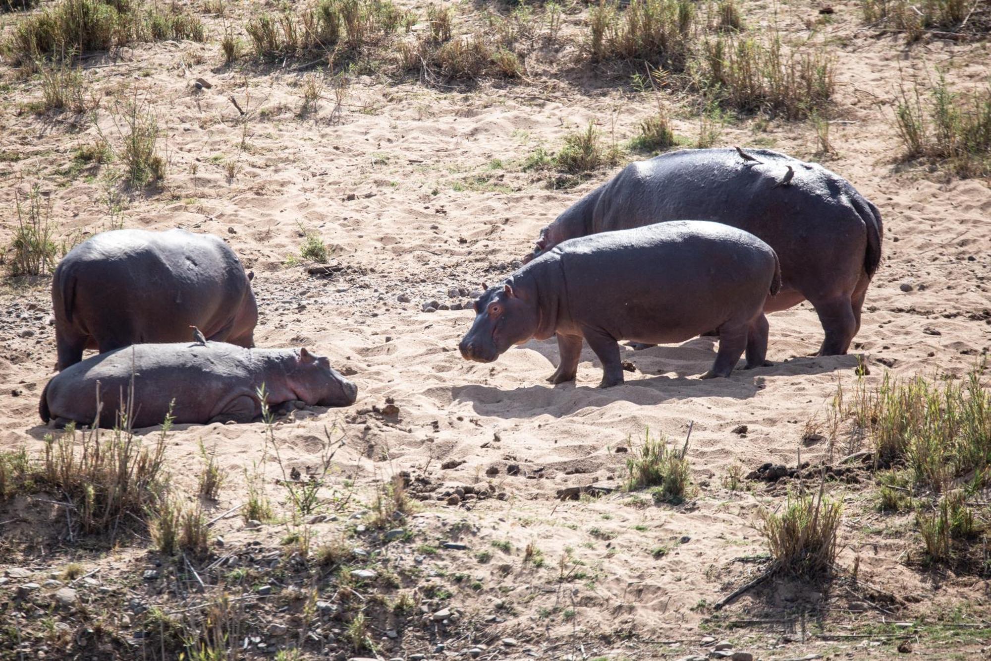 Mdluli Safari Lodge Хейзивью Экстерьер фото