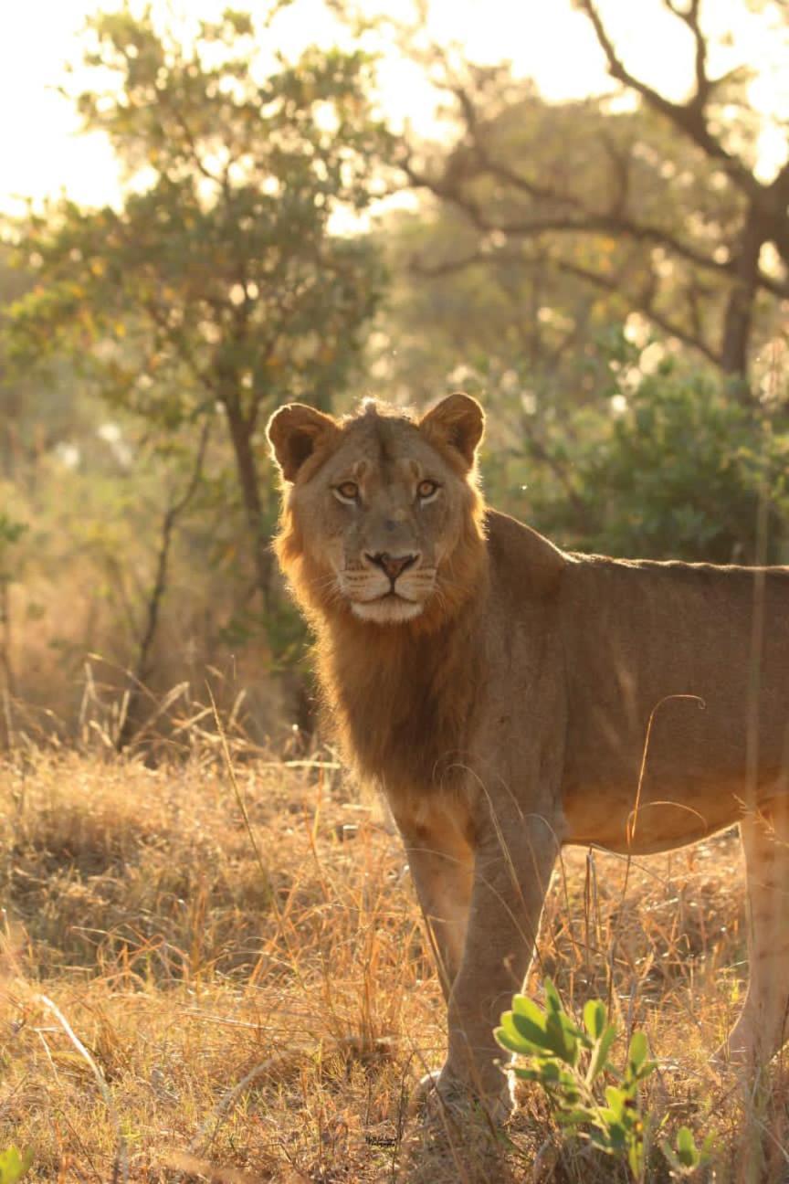 Mdluli Safari Lodge Хейзивью Экстерьер фото