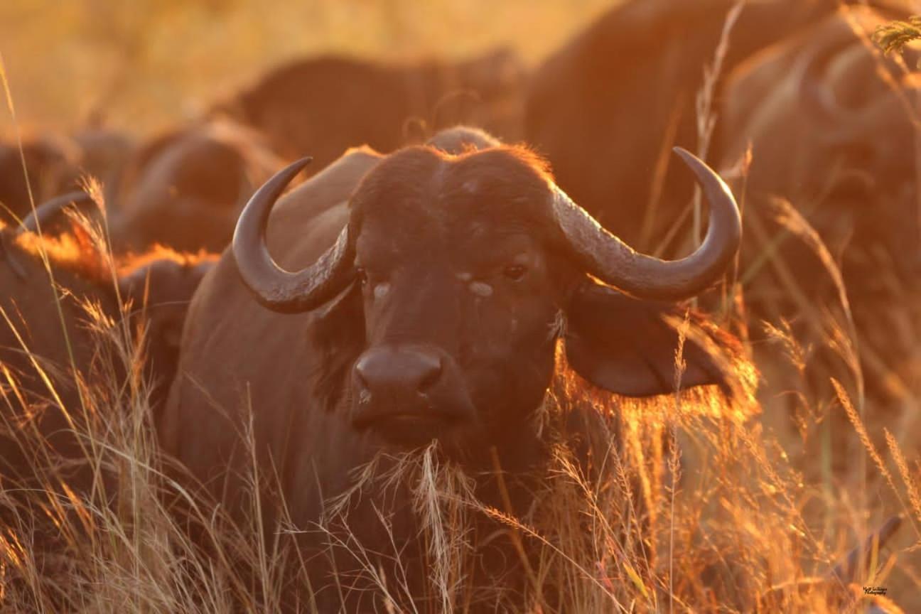 Mdluli Safari Lodge Хейзивью Экстерьер фото